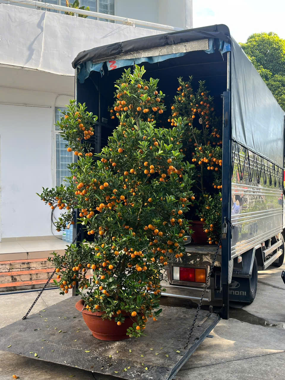 Cho thuê xe tải bàn nâng thủy lực giúp dắt cây lên xuống xe dễ dàng